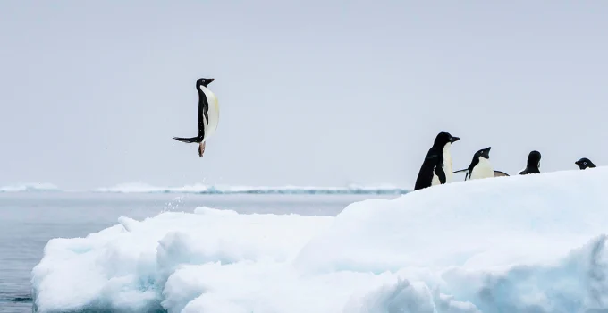Winners Announced For The 2025 Sony Alpha Photography Awards